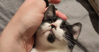 joanna pet sitter à ROUEN 76000_3