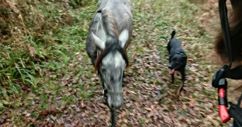 pauline pet sitter à LONS 64140_3
