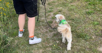 camille pet sitter à Saumur 49400_6