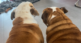 loan pet sitter à MERIEL 95630_4