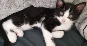 océane pet sitter à FORGES LES EAUX 76440_1