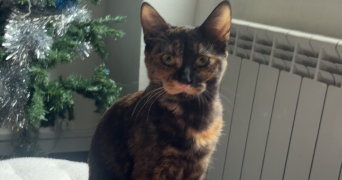 camille pet sitter à LYON 01 69001_0