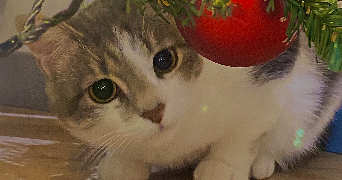 nora pet sitter à VALMONDOIS 95760_2