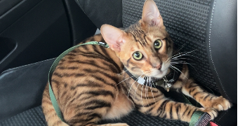 orea pet sitter à Montauban 82000_2