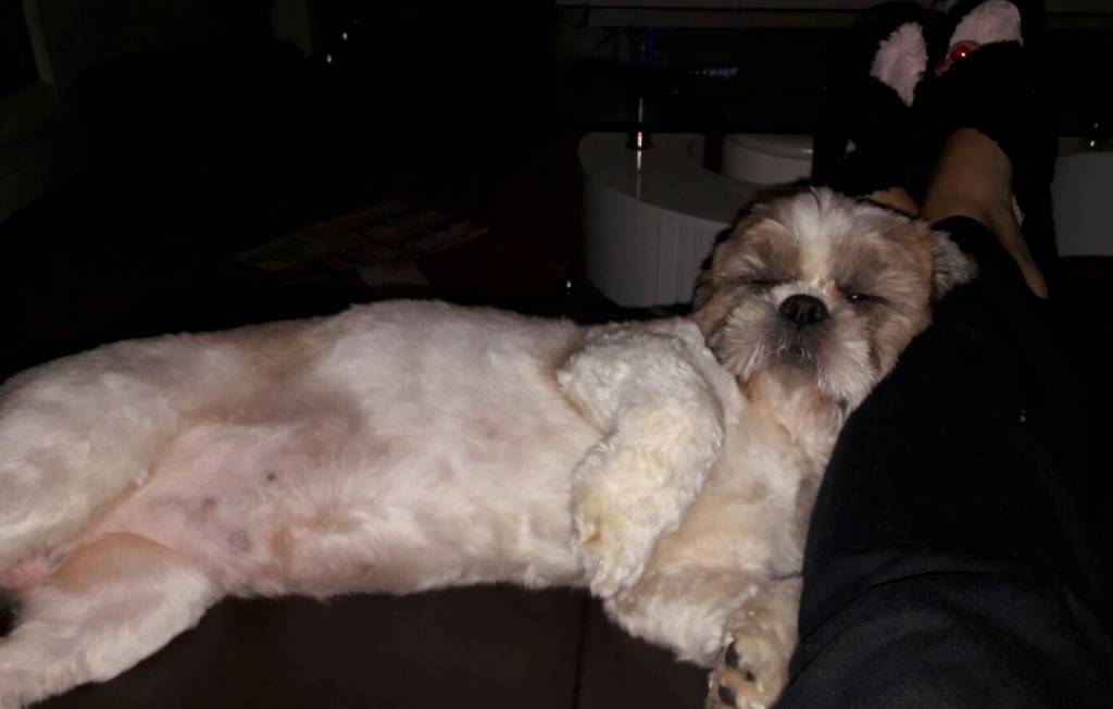 marie pet sitter à Chelles 77500_1