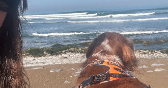 sarah pet sitter à MONTAUBAN 82000