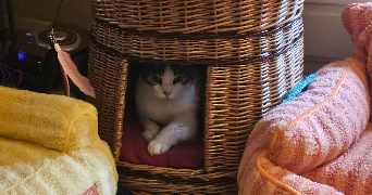 valerie pet sitter à Montpellier 34070_7