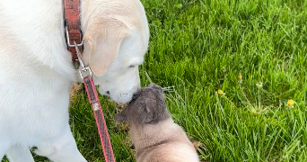 jasmine pet sitter à ST JUST LA PENDUE 42540_3