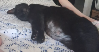 gwenaëlle pet sitter à PORTIRAGNES 34420_3