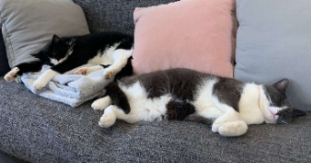 chloé pet sitter à ROUEN 76100_2