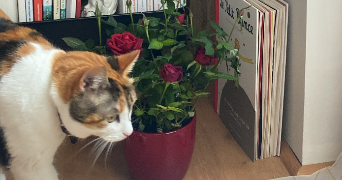 alice pet sitter à ANGERS 49100_4