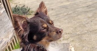 louise pet sitter à MONTREUIL 93100_12