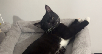 ambre pet sitter à PLERIN 22190_0