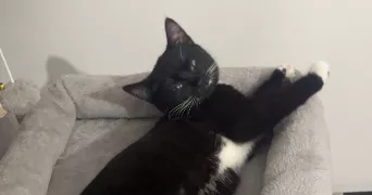 ambre pet sitter à PLERIN 22190