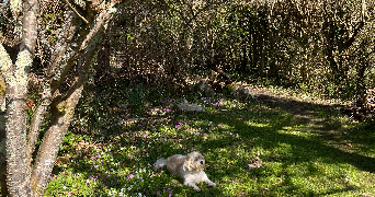 mercy ann dog sitter à MORET LOING ET ORVANNE 77250_4
