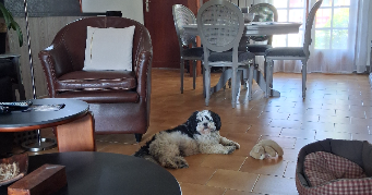 carole dog sitter à ST SULPICE DE POMMERAY 41000_1