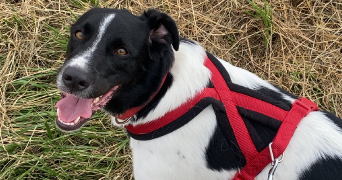 eugenie pet sitter à JOUY SUR EURE 27120_8