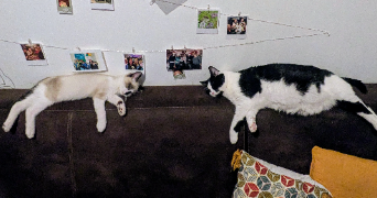 marine pet sitter à TRIEL SUR SEINE 78510_4