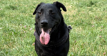 karina pet sitter à EVIAN LES BAINS 74500_6