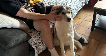 amelie pet sitter à QUEVEN 56530_2