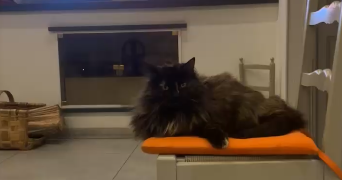 carla pet sitter à NICE 06000_7