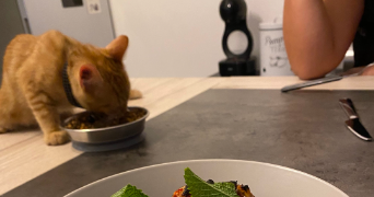 neila pet sitter à CASTELNAU LE LEZ 34170_8