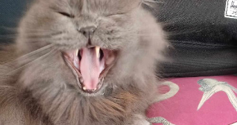 charline pet sitter à MONTROUGE 92120_6