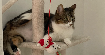sonia cat sitter à CHALONS EN CHAMPAGNE 51000_1