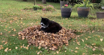 cyrielle pet sitter à IVRY SUR SEINE 94200_1