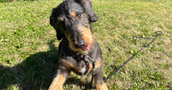 lou pet sitter à RENNES 35000_9