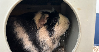 maelle pet sitter à MORSCHWILLER LE BAS 68790_1