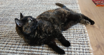 sophie pet sitter à ERAGNY 95610_1