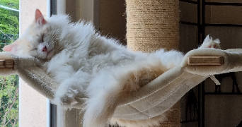 sophie pet sitter à ST PATHUS 77178_4