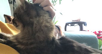 Mathilde pet sitter à LYON 07 69007_2