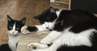 elisa pet sitter à OYONNAX 01100_1