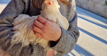 sandrine pet sitter à CHAMPAGNAT 71480_0