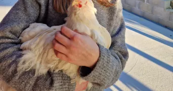 sandrine pet sitter à CHAMPAGNAT 71480