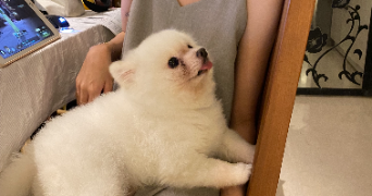 jo pet sitter à Bordeaux 33800_5