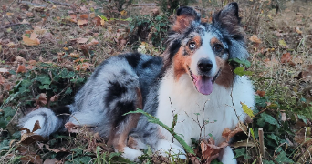 Aurélie pet sitter à Saint-Saturnin 63450_15