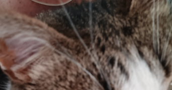 iris pet sitter à AIX EN PROVENCE 13090_2