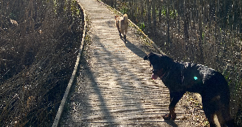 louise pet sitter à ROUBAIX 59100_2