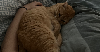 elie pet sitter à METZ 57070_1