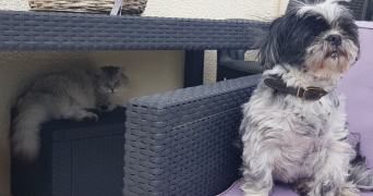 catherine pet sitter à ELANCOURT 78990_3