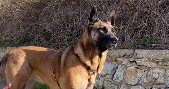 sophie pet sitter à CLERMONT FERRAND 63100_6