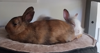 anaïs pet sitter à LA ROCHELLE 17000_3