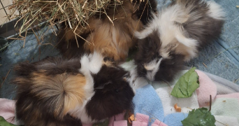 louna pet sitter à BASSENS 33530_3