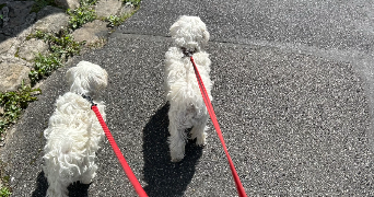 emma pet sitter à PARIS 10 75010_2