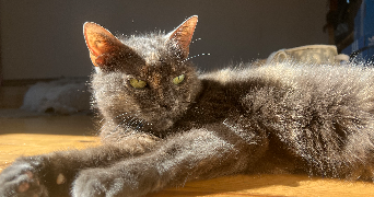 alyx pet sitter à NOUZONVILLE 08700_2