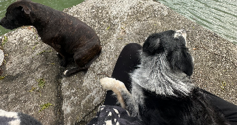 elodie pet sitter à NICE 06000_2