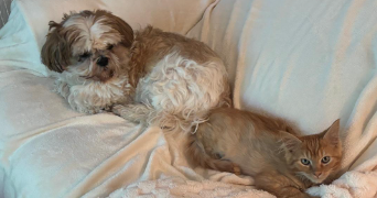 morgane pet sitter à BRUYERES LE CHATEL 91680_3